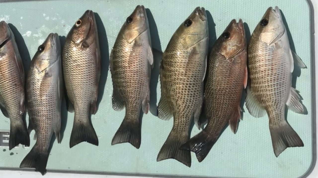 Mangrove Snapper (Grey Snapper) - Blue Line Fishing Charters, LLC