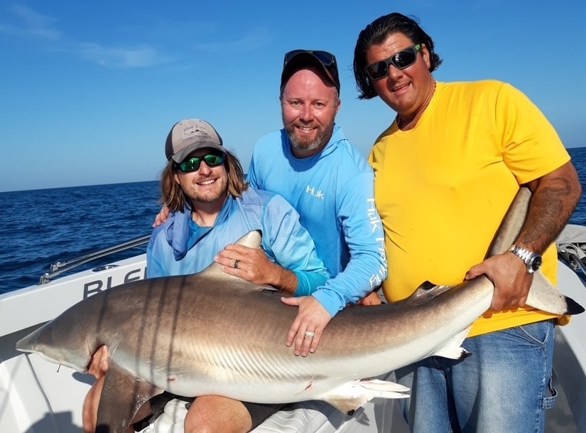 Sharks - Shark Fishing Fort Myers